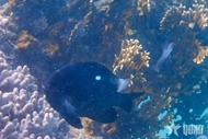 Artificial Reefs Deployed in Nha Trang Bay